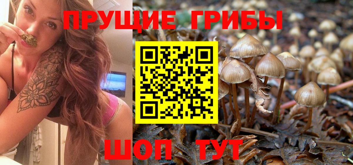 Псилоцибиновые грибы мицелий Томск